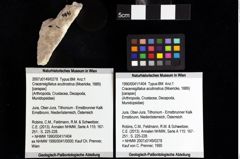 Foto (Objket + Etiketten) von Cracensigillatus acutirostrus (Moericke, 1889) 